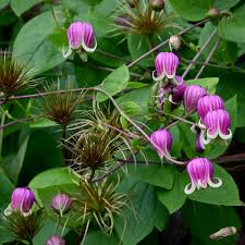 Attēlu rezultāti vaicājumam “Juniperus communis male flower”