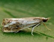 Attēlu rezultāti vaicājumam “Catoptria verellus”