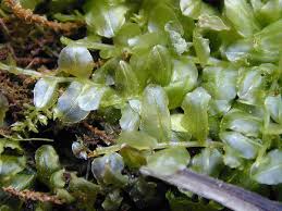 Attēlu rezultāti vaicājumam “Plagiomnium undulatum sporophyte”