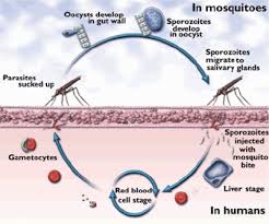 Attēlu rezultāti vaicājumam “Diachea muscorum plasmodium”