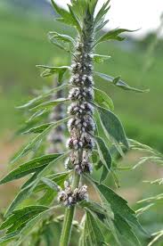 Attēlu rezultāti vaicājumam “Leonurus quinquelobatus”