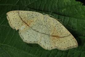 Attēlu rezultāti vaicājumam “Cyclophora punctaria”