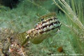 Image result for Symphodus bailloni