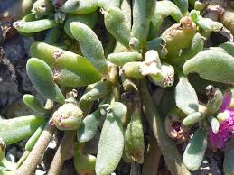 Attēlu rezultāti vaicājumam “Gulielmina vermicularis sessile”