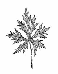 Attēlu rezultāti vaicājumam “Ranunculus acris leaf”