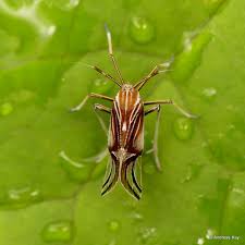 Attēlu rezultāti vaicājumam “Delphacidae”