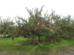Attēlu rezultāti vaicājumam “Malus domestica”
