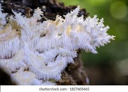 Attēlu rezultāti vaicājumam “Mucronella bresadolae”