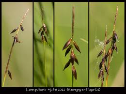 Attēlu rezultāti vaicājumam “Carex pulicaris”