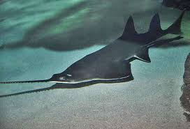 Image result for Pristis pectinata