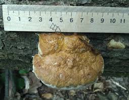 Attēlu rezultāti vaicājumam “Perenniporia medulla-panis”