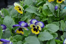 Image result for Viola x wittrockiana `Hiemalis`