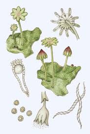 Attēlu rezultāti vaicājumam “Marchantia polymorpha”