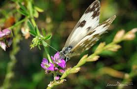 Attēlu rezultāti vaicājumam “Pontia edusa underside”