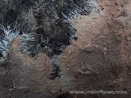 Attēlu rezultāti vaicājumam “Steccherinum fimbriatum”