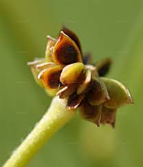 Attēlu rezultāti vaicājumam “Ranunculus acris fruit”