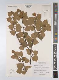 Attēlu rezultāti vaicājumam “Betula humilis fruit”