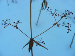Attēlu rezultāti vaicājumam “Galium boreale fruit”