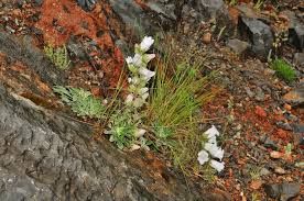 Image result for Campanula formanekiana