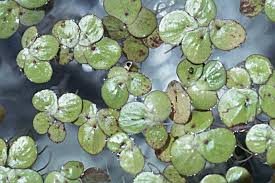 Attēlu rezultāti vaicājumam “Spirodela polyrhiza”