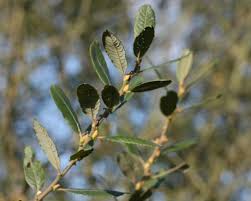 Attēlu rezultāti vaicājumam “Salix cinerea”