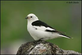 Attēlu rezultāti vaicājumam “Plectrophenax nivalis adult”