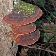 Attēlu rezultāti vaicājumam “Phellinus alni”