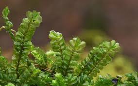 Attēlu rezultāti vaicājumam “Plagiochila porelloides”