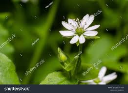 Attēlu rezultāti vaicājumam “Myosoton aquaticum”