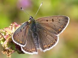 Attēlu rezultāti vaicājumam “Lycaena tityrus female”