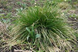 Attēlu rezultāti vaicājumam “Carex cespitosa”