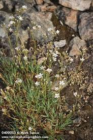 Attēlu rezultāti vaicājumam “Anthyllis arenaria flower”