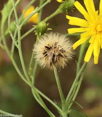 Attēlu rezultāti vaicājumam “Hieracium umbellatum flower”
