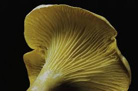 Attēlu rezultāti vaicājumam “Cantharellus cibarius”