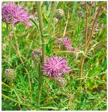Attēlu rezultāti vaicājumam “Centaurea scabiosa leaf”