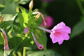 Image result for Mirabilis jalapa