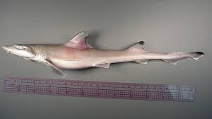 Image result for Mustelus