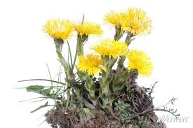 Attēlu rezultāti vaicājumam “Tussilago farfara”