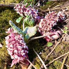 Attēlu rezultāti vaicājumam “Petasites hybridus flower”