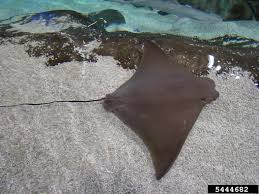 Image result for Rhinoptera bonasus