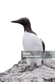 Image result for Uria aalge