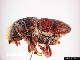 Attēlu rezultāti vaicājumam “Scolytus scolytus, Scolytus multistriatus”