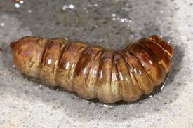 Attēlu rezultāti vaicājumam “Tipulidae larva”