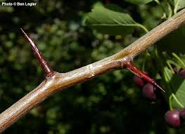 Attēlu rezultāti vaicājumam “Crataegus”