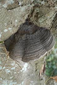 Attēlu rezultāti vaicājumam “Reticularia jurana young”