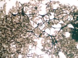 Attēlu rezultāti vaicājumam “Amaurochaete sp.”