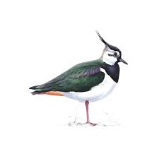 Attēlu rezultāti vaicājumam “Vanellus vanellus”