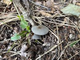 Attēlu rezultāti vaicājumam “Licea pusilla macro”