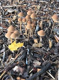 Attēlu rezultāti vaicājumam “Psathyrella sp.”