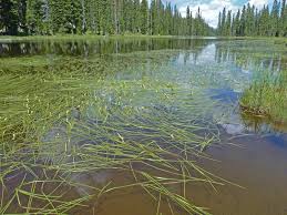 Attēlu rezultāti vaicājumam “Sparganium erectum aggr.”